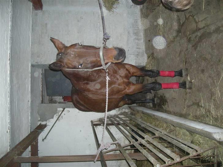 Traver chitara  (solgt )    - chitara med bandasier  billede 8