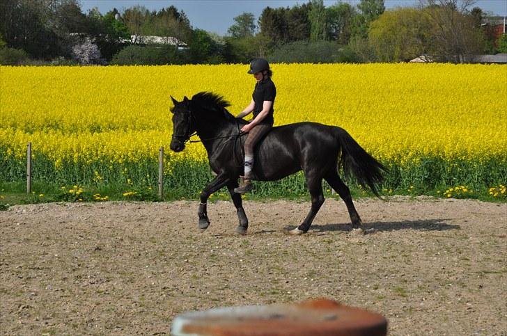 Oldenborg Rokas Noir - Hygge på ridebanen, en varm dag i maj billede 5