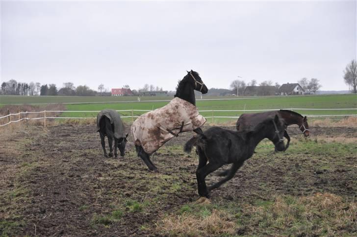 Oldenborg Rokas Noir - En vild Rokas på fold (november 09) billede 6