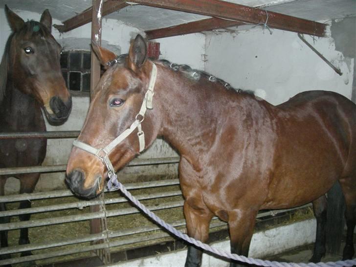 Traver chitara  (solgt )    - hun hygger i stalden <3 billede 10