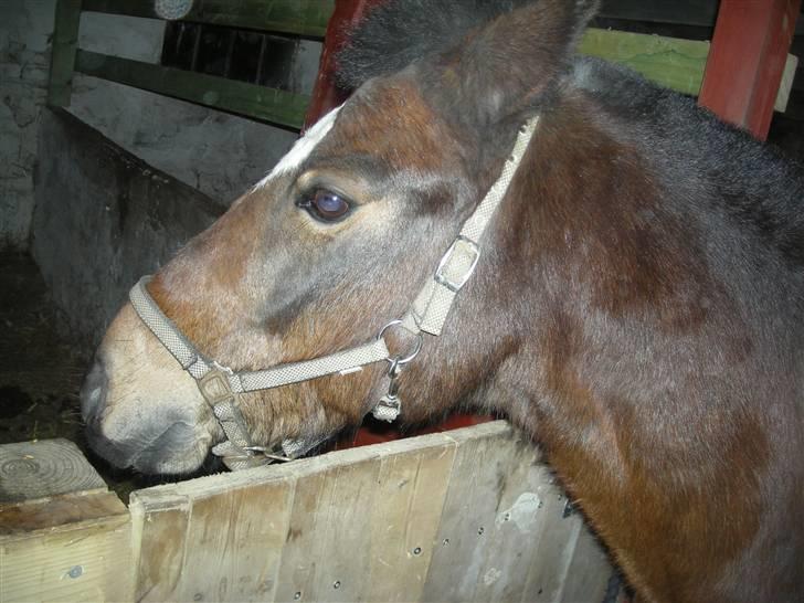 New Forest buller (SOLGT) - vil have sit foder  billede 4