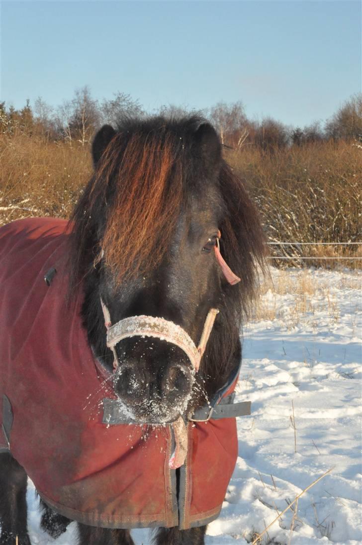 Shetlænder Fie billede 2