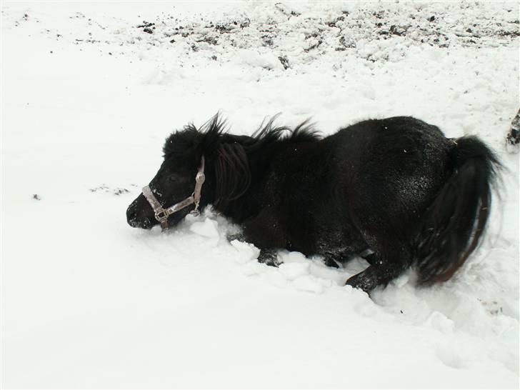 Shetlænder Fie - SNE :o) billede 3