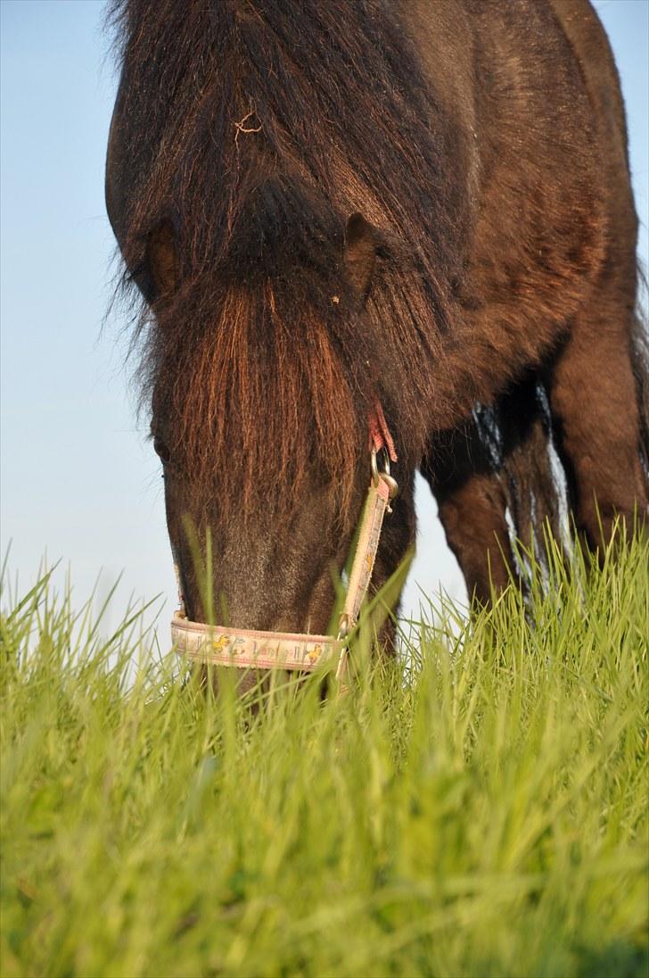 Shetlænder Fie - Smukke ponyen. 7 år. billede 5