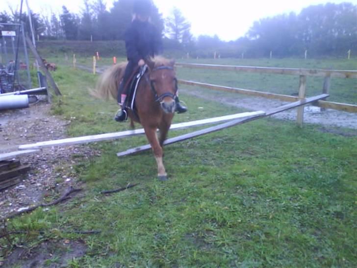 Anden særlig race pippi<3 - miig og pippi springer  billede 13