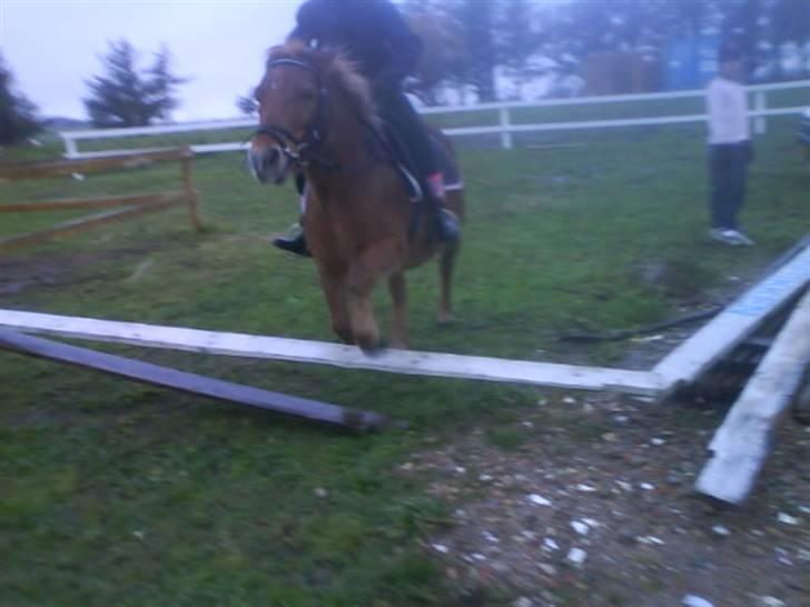 Anden særlig race pippi<3 - her springer vi igen  billede 15