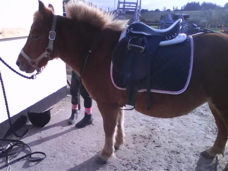 Anden særlig race pippi<3 - er ved at sadle op <3 elsker bare dig sindsygt meget skatt<3 billede 16