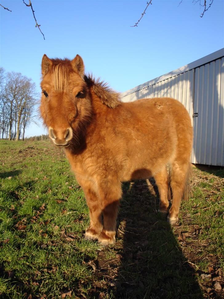 Shetlænder Freja - November 2008 billede 18