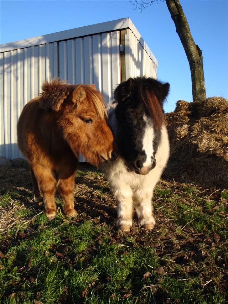 Shetlænder Freja - November 2008 billede 19