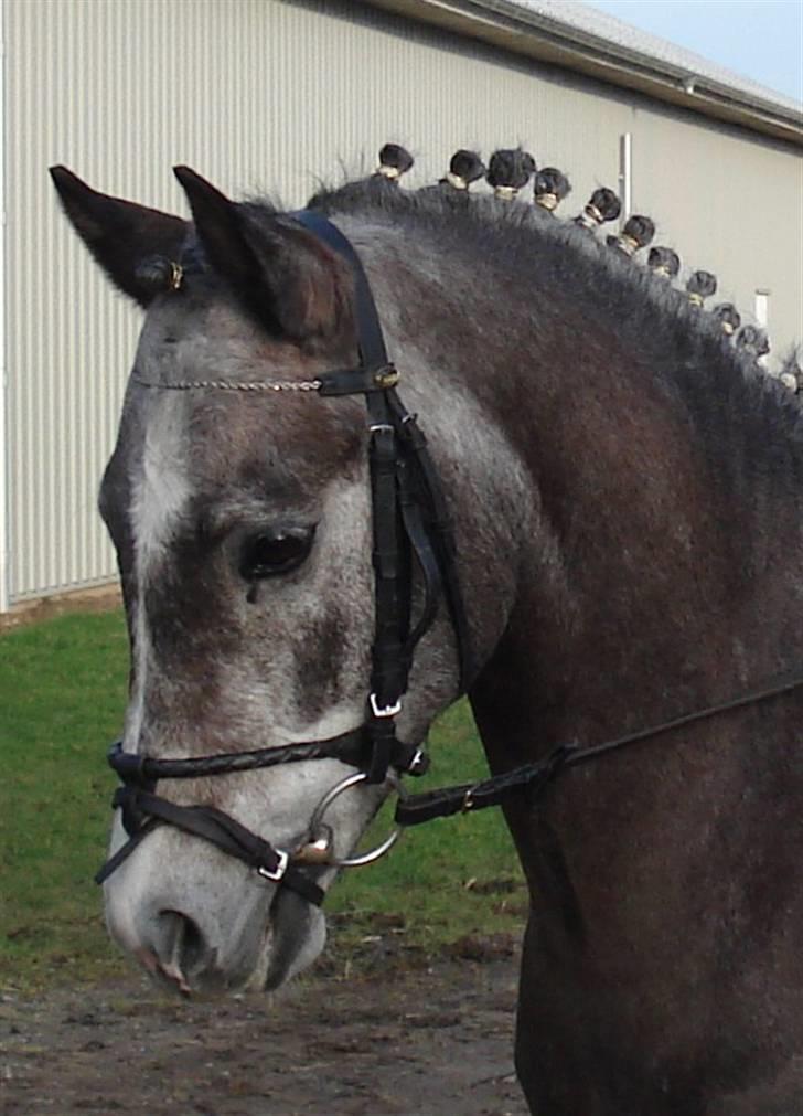 New Forest Nygaards Agurk *Solgt* - Lige et lille billede inden vi skulle ind :) NFRK 2007 billede 18