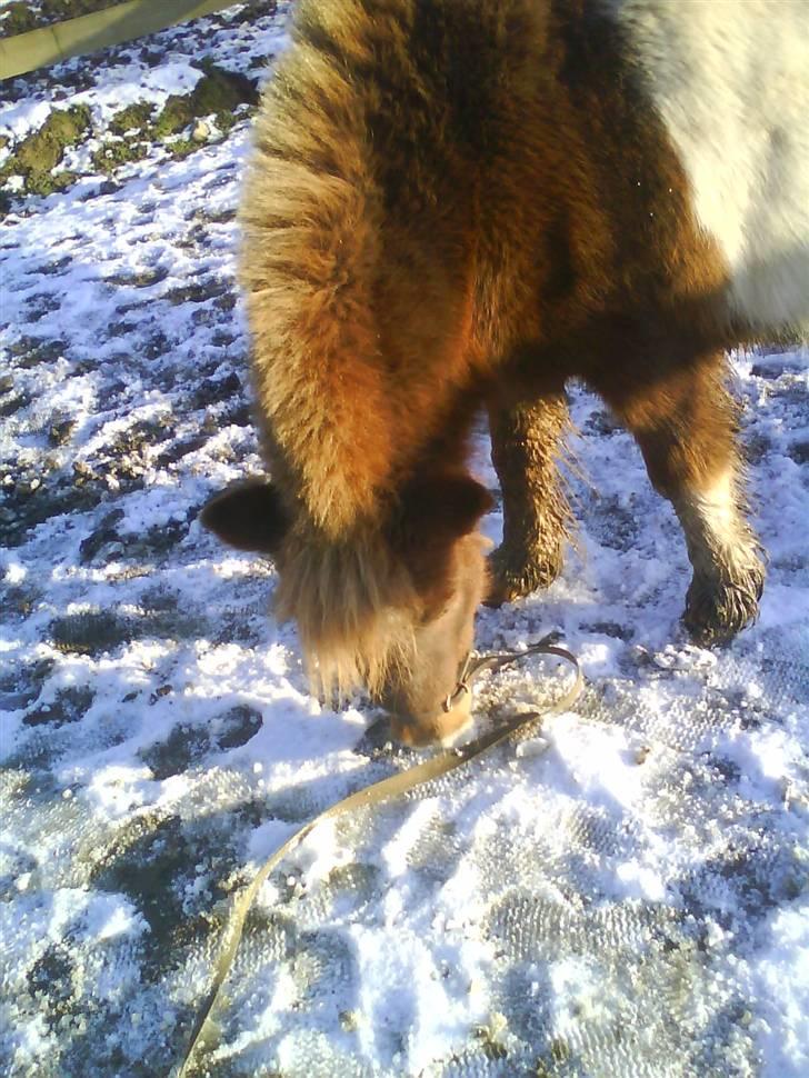 Shetlænder Stjernens Mini-King - Kingse i sneen ;D 2008 billede 16