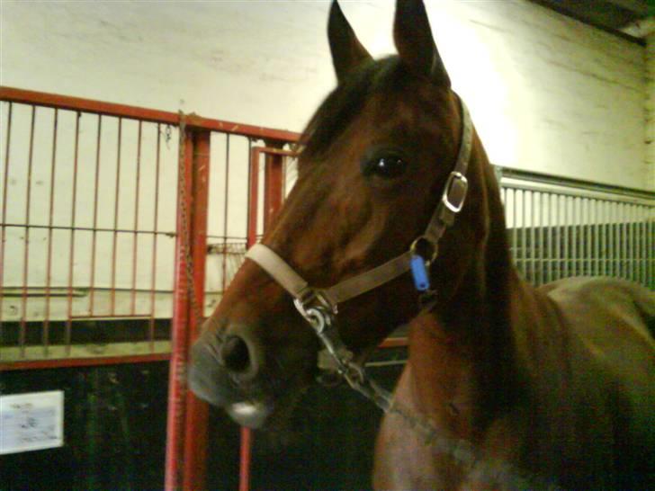 Anden særlig race Tøsen - TØLLE er alene i stalden.:} billede 15