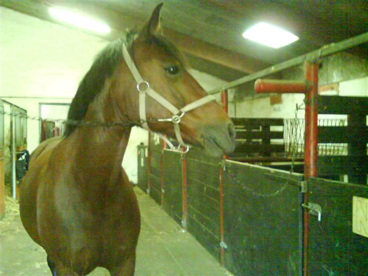 Anden særlig race Tøsen - MIN TØLLE. LOVE YOU. billede 16