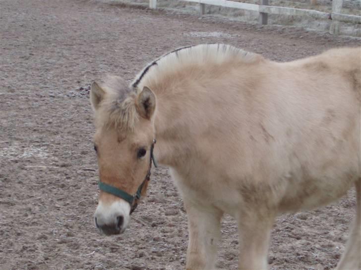 Fjordhest Marika Møldrup billede 8