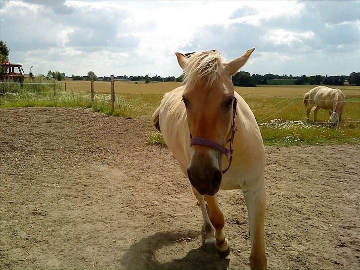 Fjordhest Marika Møldrup - Hun er blevet MEGET pågående på fold og ingen andre må snakke med menneskerne end hende. 2 år gammel billede 6
