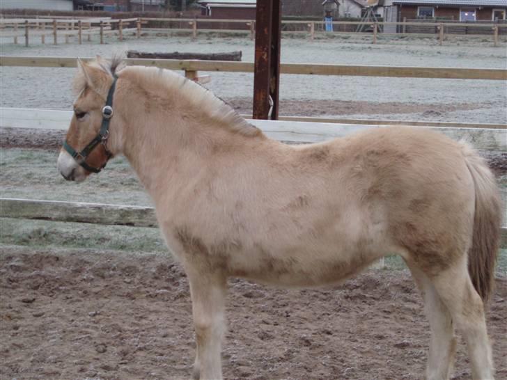 Fjordhest Marika Møldrup billede 9