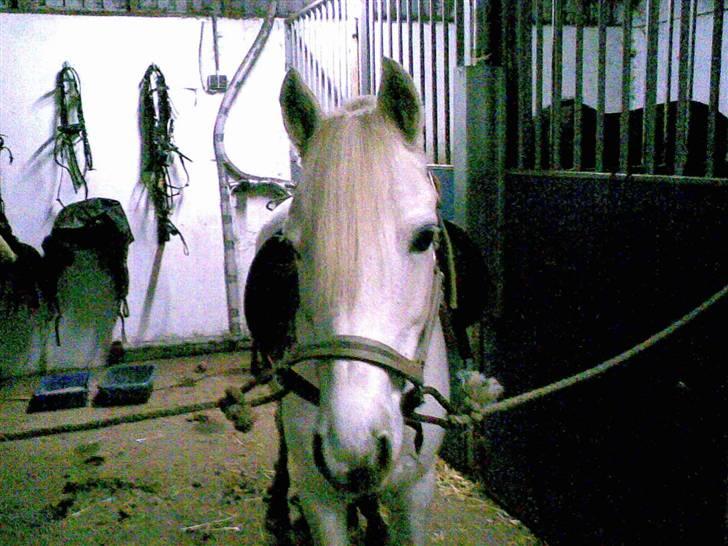 Anden særlig race Moonlight  billede 7