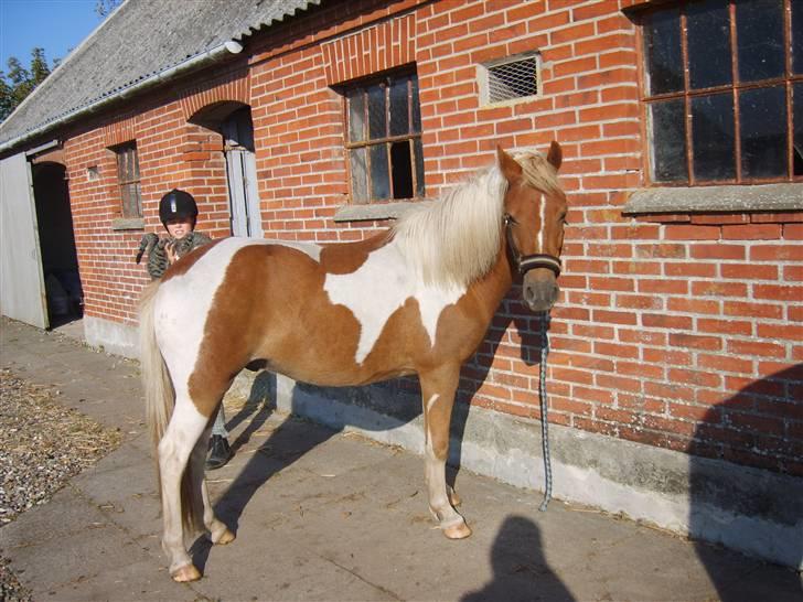 Anden særlig race C-mol  - på den den udendørs strigleplads billede 8