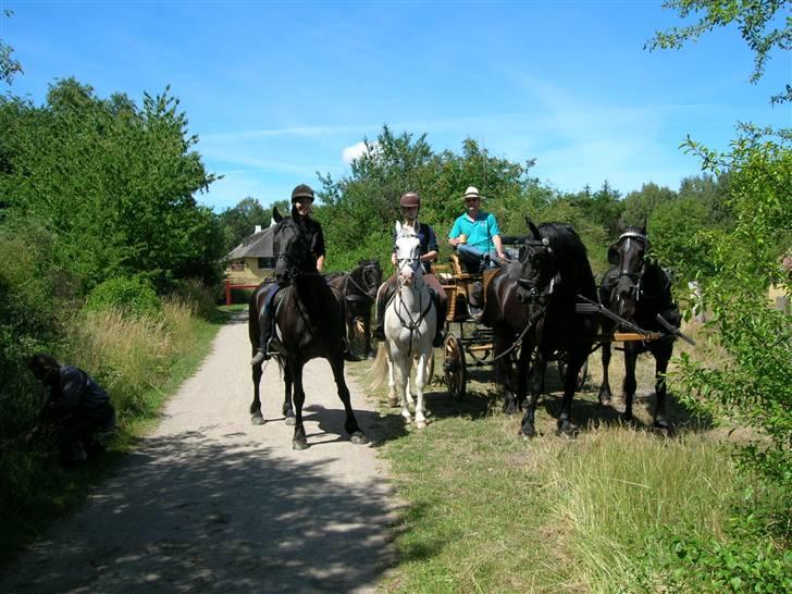 Frieser - Fiona  - Laika, Charmeur, Zenia, Fiona billede 9