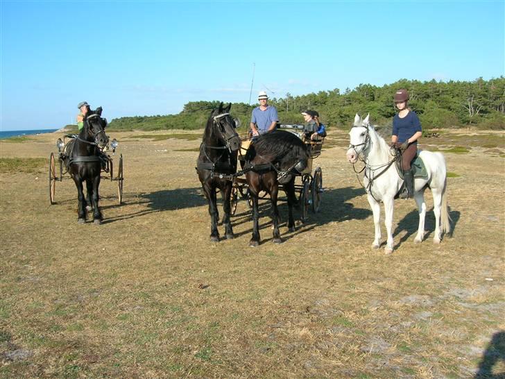 Frieser - Fiona  - Norsk døle hest, Zenia, Fiona , Charmeur billede 10