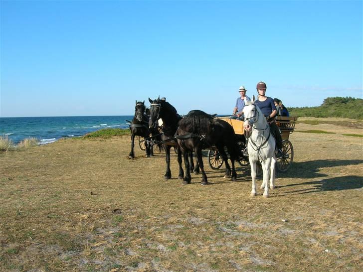 Frieser - Zenia  - Norskdøle hest, Zenia, Fiona, Charmeur billede 9