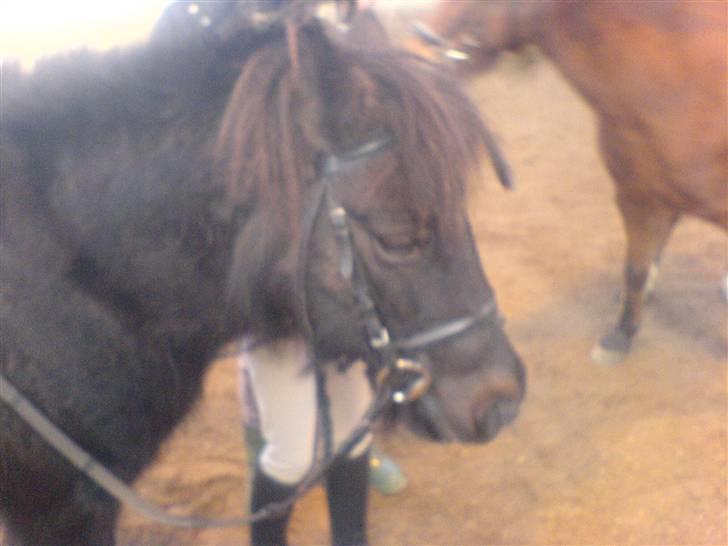 Shetlænder Bonzi - HAR LIGE VÆRET UDE AT RIDE puha billede 1