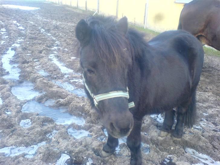 Shetlænder Bonzi - hey det er altså mig der er Bonzi billede 2