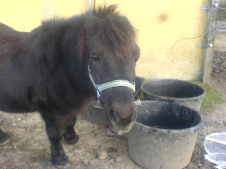 Shetlænder Bonzi billede 3