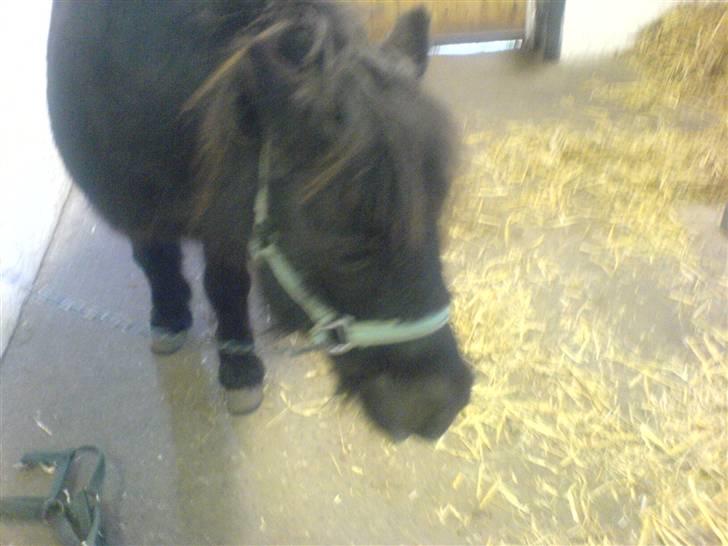 Shetlænder Bonzi billede 4