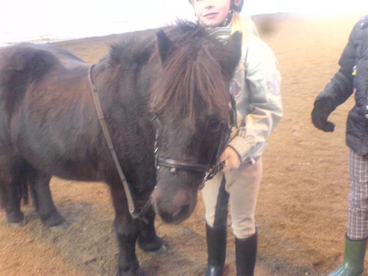 Shetlænder Bonzi billede 5