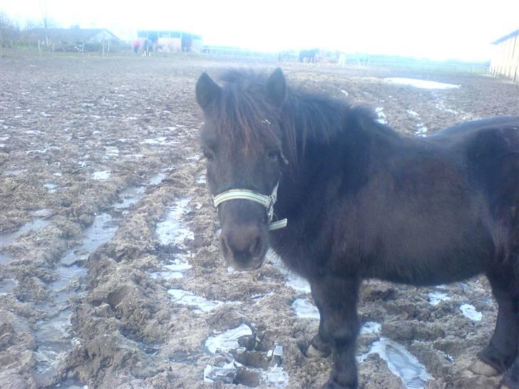 Shetlænder Bonzi billede 6