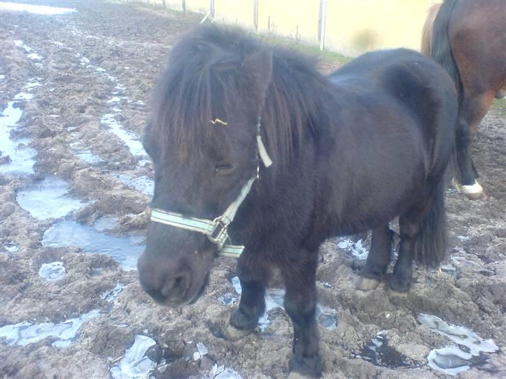 Shetlænder Bonzi billede 7