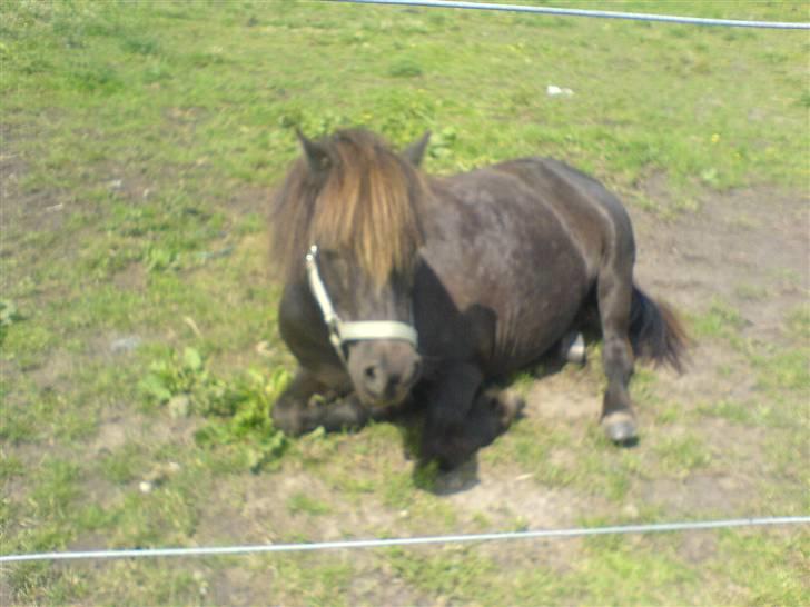 Shetlænder Bonzi - nejj hvor er jeg sommertræt billede 8