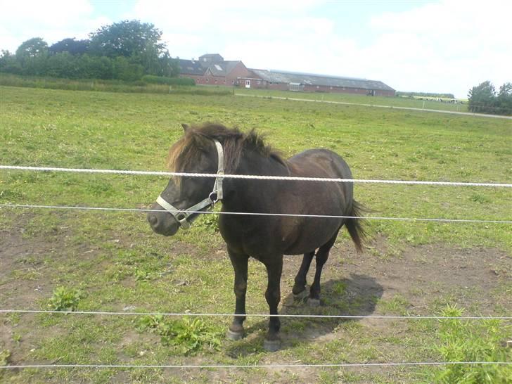 Shetlænder Bonzi - "er der nogen der har solcream" jeg skal jo ikke ligne en solbrændt hest når jeg kommer hjem fra sommergræs billede 9