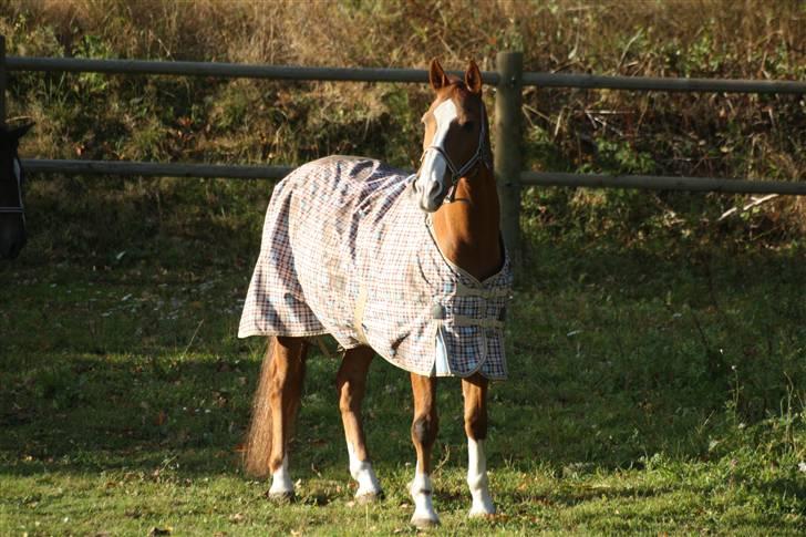 Anden særlig race Kosak *Pony* - Hjemme på folden. billede 12