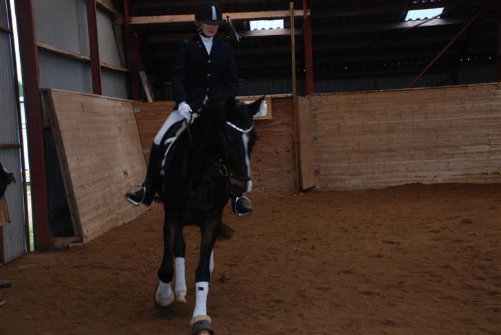 Dansk Varmblod sø-gårds afrodite solgt. billede 12