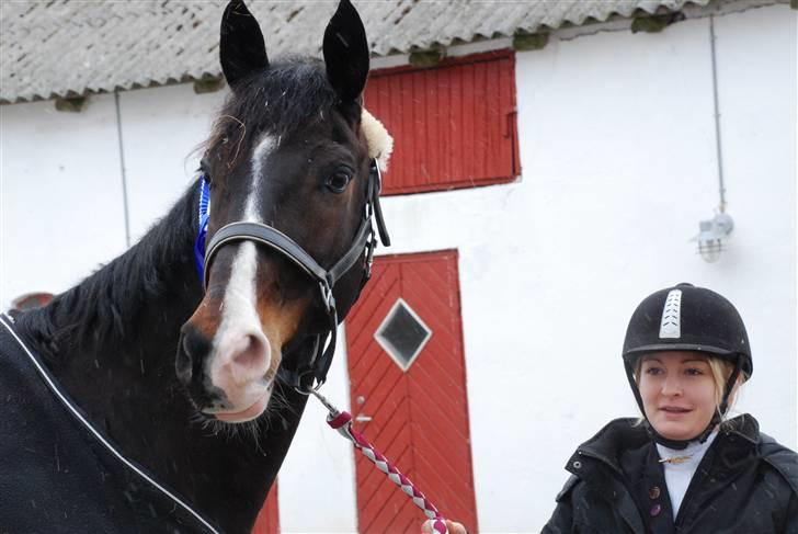 Dansk Varmblod sø-gårds afrodite solgt. billede 13