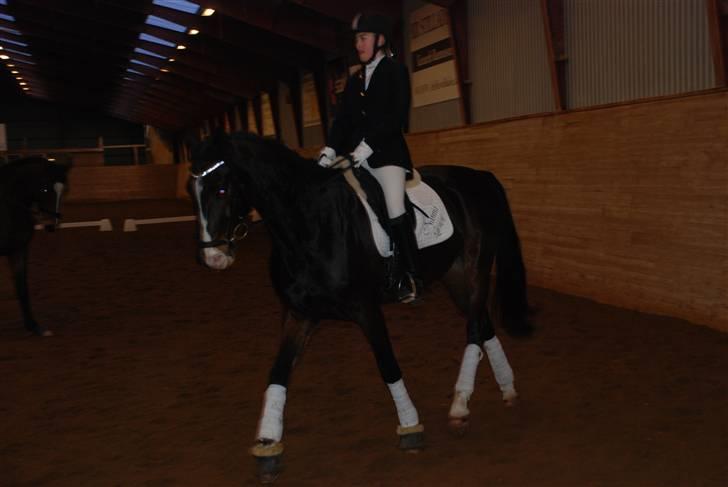 Dansk Varmblod sø-gårds afrodite solgt. billede 14