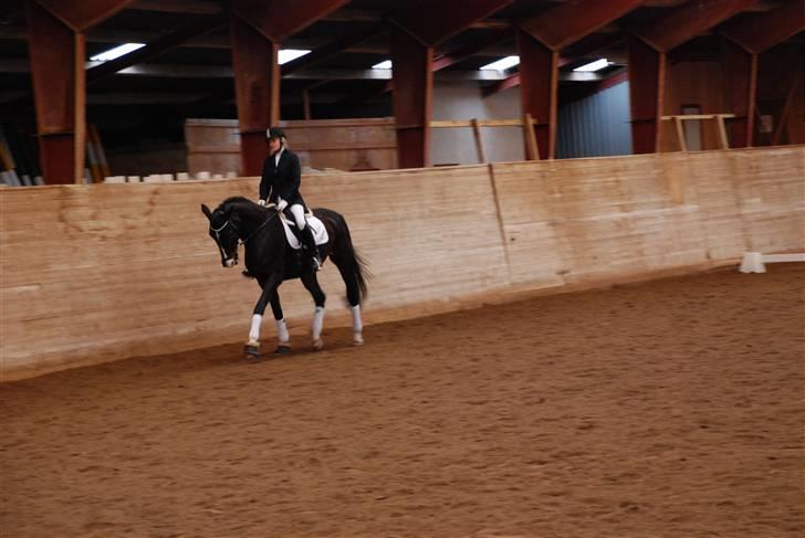 Dansk Varmblod sø-gårds afrodite solgt. billede 15