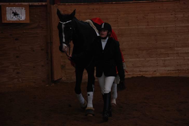 Dansk Varmblod sø-gårds afrodite solgt. billede 16