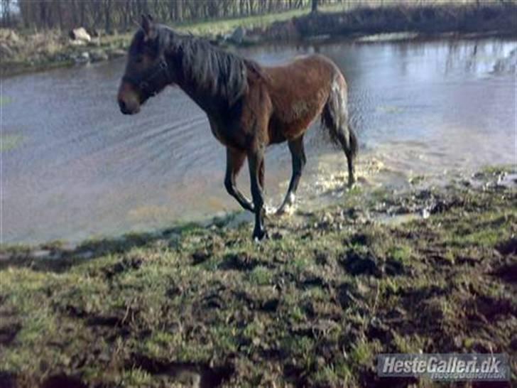 Anden særlig race Dranella billede 8