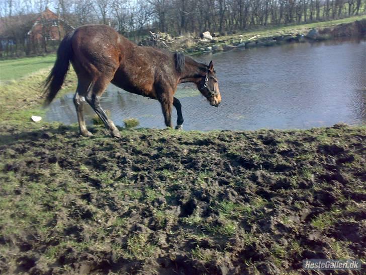 Anden særlig race Dranella billede 9