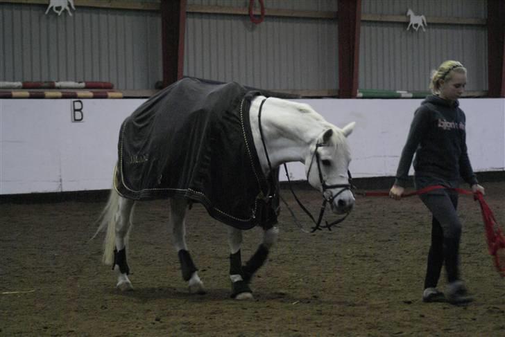 Anden særlig race /connemara bambuska R.I.P - lige blevet longeret:) <3 foto: trine. billede 15