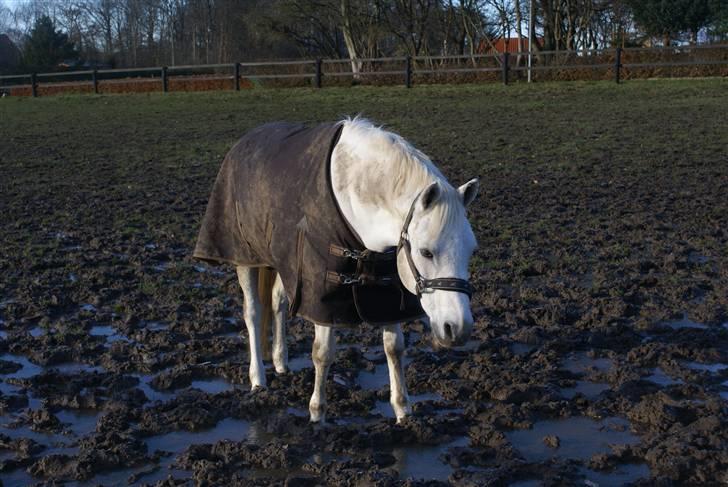 Anden særlig race /connemara bambuska R.I.P - på fold d; <3 foto: trine. billede 16