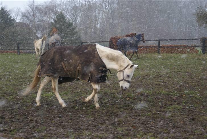 Anden særlig race /connemara bambuska R.I.P - det er meget hårdt at være ude når det sner xD foto: trine billede 17