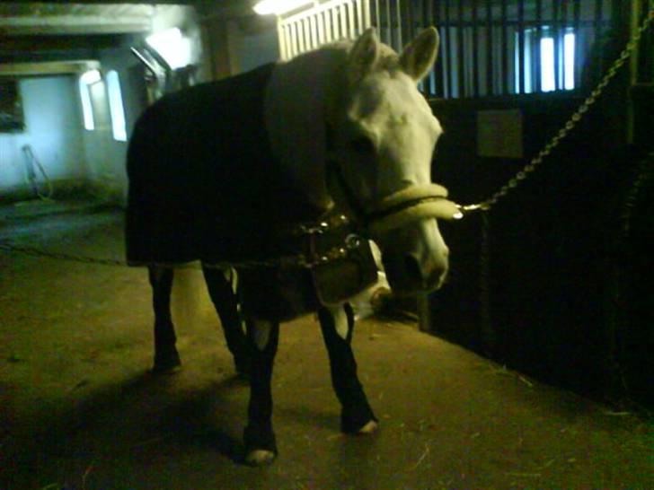 Anden særlig race /connemara bambuska R.I.P - skal til, til hedensted:) foto: mig:) billede 18