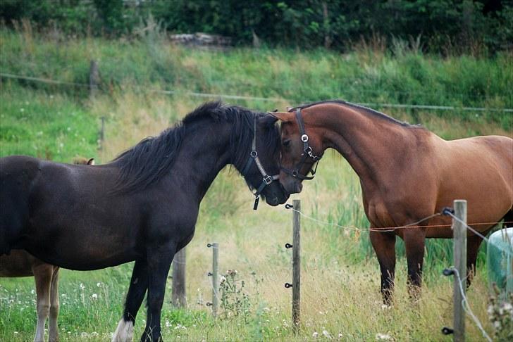 Anden særlig race Pippi - Et syn vi ikke længe har set. En Pippi, der hilser på anden hest UDEN at lægge øre! billede 15