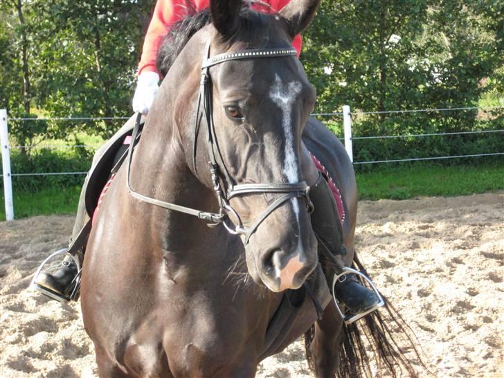 Oldenborg Eloise (solgt) billede 10