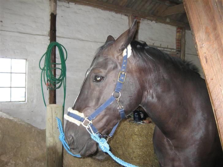 Oldenborg Eloise (solgt) billede 11