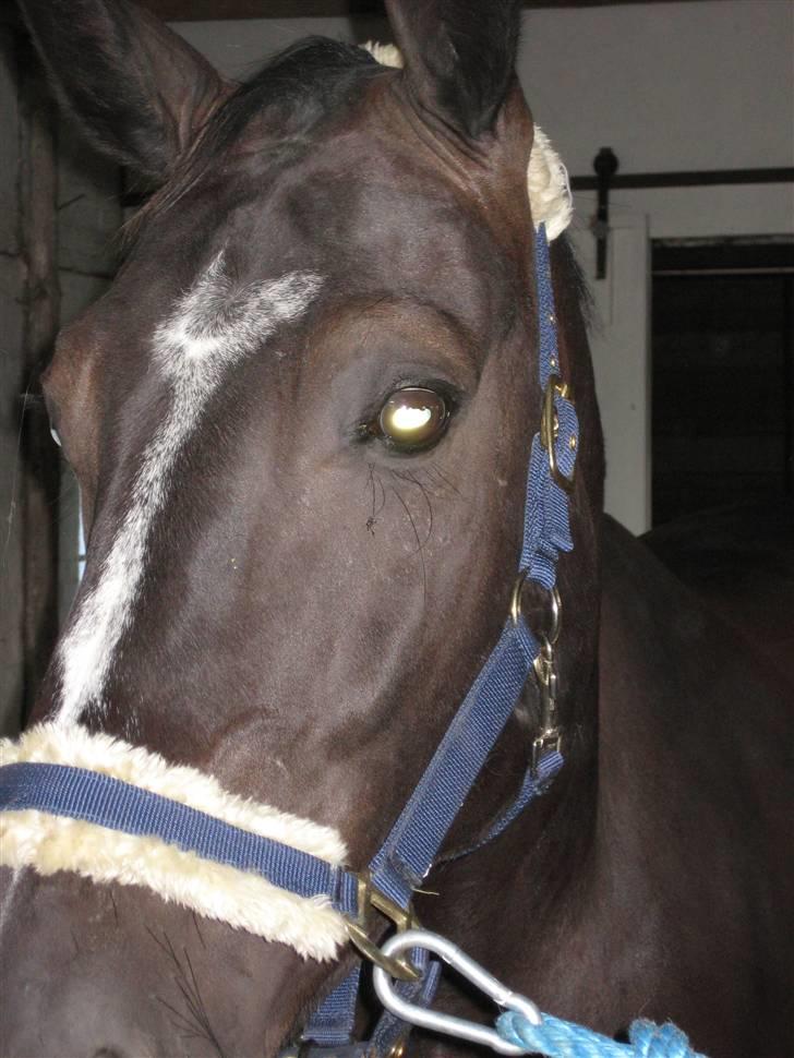 Oldenborg Eloise (solgt) billede 12